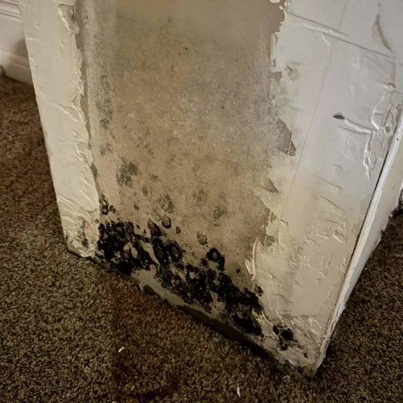 Professional Mold Removal in Citrus Heights, CA